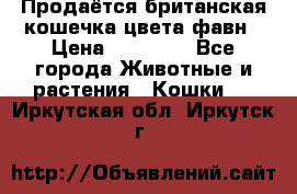 Продаётся британская кошечка цвета фавн › Цена ­ 10 000 - Все города Животные и растения » Кошки   . Иркутская обл.,Иркутск г.